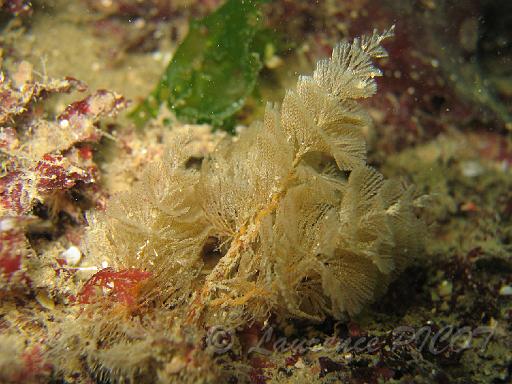 Bugule spiralé.JPG - le bugule spiralé, il mesure environ 6 cm, observez bien il sert parfois de nourriture à de très jolies limaces de mer